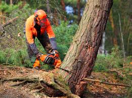 Best Tree Risk Assessment  in Newport Beach, CA